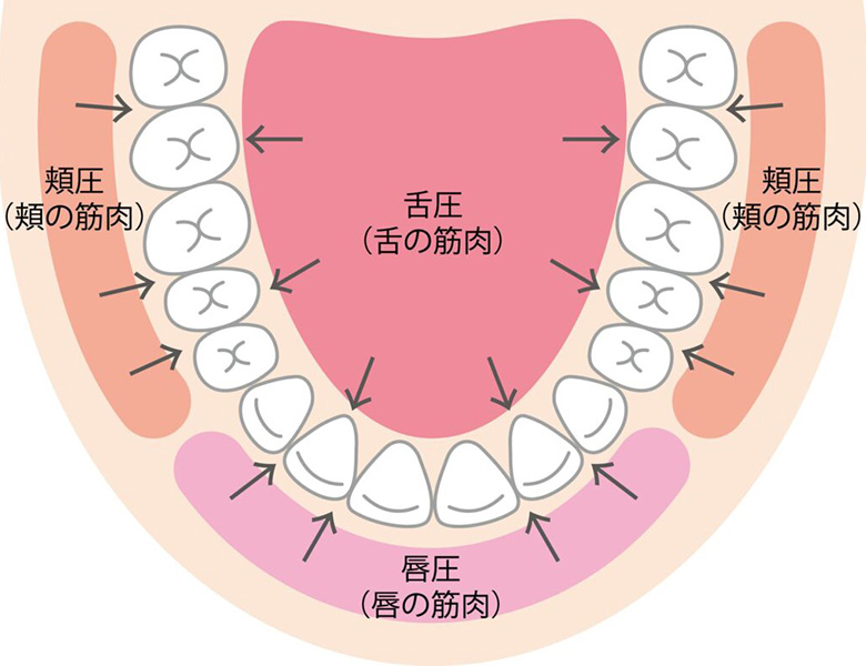 しみず歯科｜雪が谷大塚（大田区南雪谷）の歯医者、しみず歯科のMFT（口腔筋機能療法）